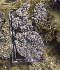 Sclerophytum variabilis