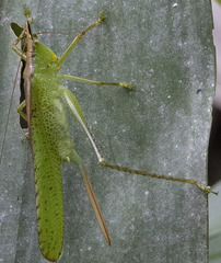 Melanophoxus brunneri