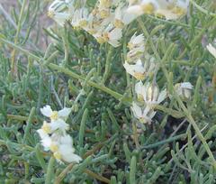 Eriocephalus scariosus