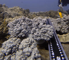 Sclerophytum variabilis