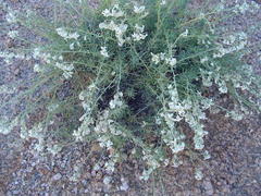 Eriocephalus scariosus