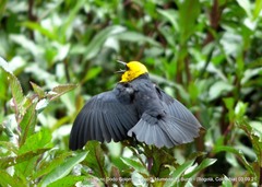 Chrysomus icterocephalus bogotensis