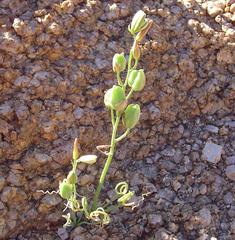 Albuca spiralis