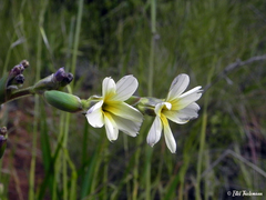 Sisyrinchium cuspidatum