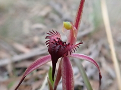 Caladenia caudata