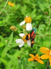 Cyanopepla submacula borealis