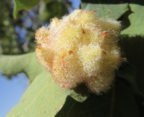 Crystalline Gall Wasp photo 3