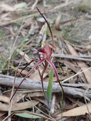 Caladenia caudata