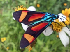 Cyanopepla submacula borealis