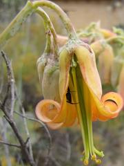 Cotyledon orbiculata spuria