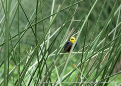 Chrysomus icterocephalus bogotensis