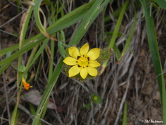 Sisyrinchium graminifolium