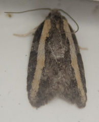 Acleris gloveranus