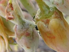 Cotyledon orbiculata spuria