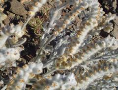 Heliotropium tubulosum