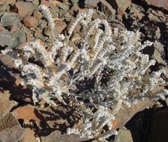 Heliotropium tubulosum