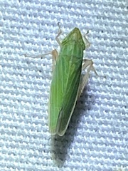 Draeculacephala antica