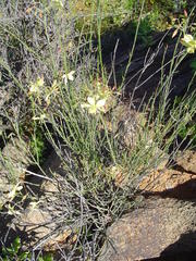 Menodora juncea