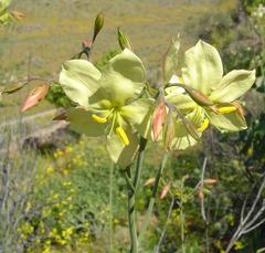 Menodora juncea