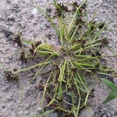 Cyperus fuscus