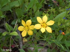 Sisyrinchium graminifolium