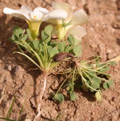 Oxalis annae