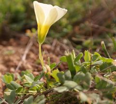 Oxalis annae