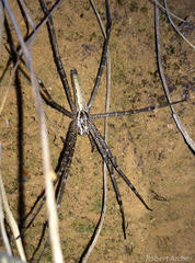 Euprosthenops bayaonianus