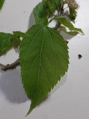Moraceae
