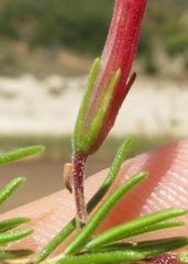 Erica curviflora curviflora