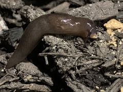 Deroceras