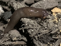 Deroceras