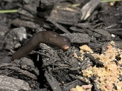 Deroceras