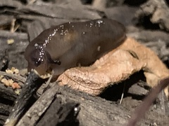 Deroceras laeve