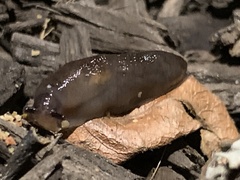 Deroceras laeve