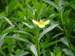 Ludwigia taiwanensis