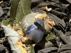 Oxychilus draparnaudi