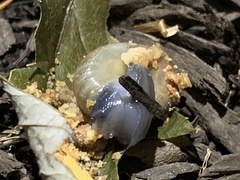 Oxychilus draparnaudi