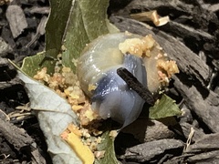 Oxychilus draparnaudi