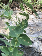 Guardiola platyphylla