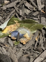 Oxychilus draparnaudi