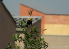 Chrysomus icterocephalus bogotensis