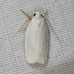 Antaeotricha albulella