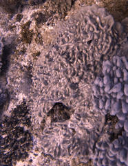 Sclerophytum abrupta