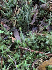 Acrotriche serrulata