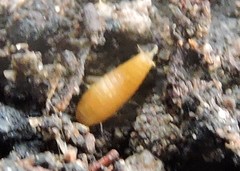 Atelurinae