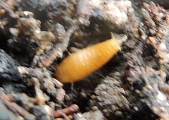 Atelurinae