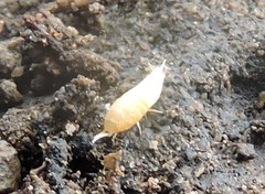 Atelurinae