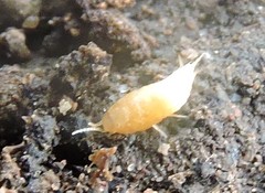 Atelurinae