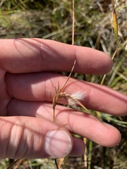 Eriophorum viridicarinatum